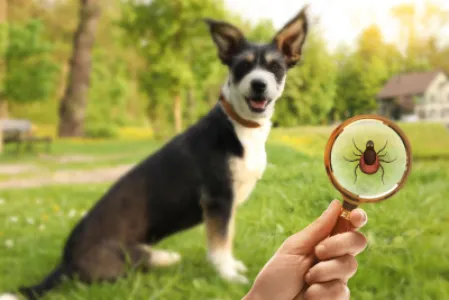 Imagine pentru articolul: Dezinsecție căpușe în curte: ce faci dacă ai copii sau animale de companie