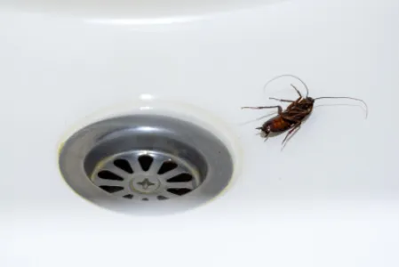 Imagine pentru articolul: Pe unde intră gândacii de canalizare în casă