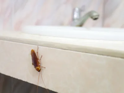 Imagine pentru articolul: Gândaci în baie: de ce apar și cum scapi de ei